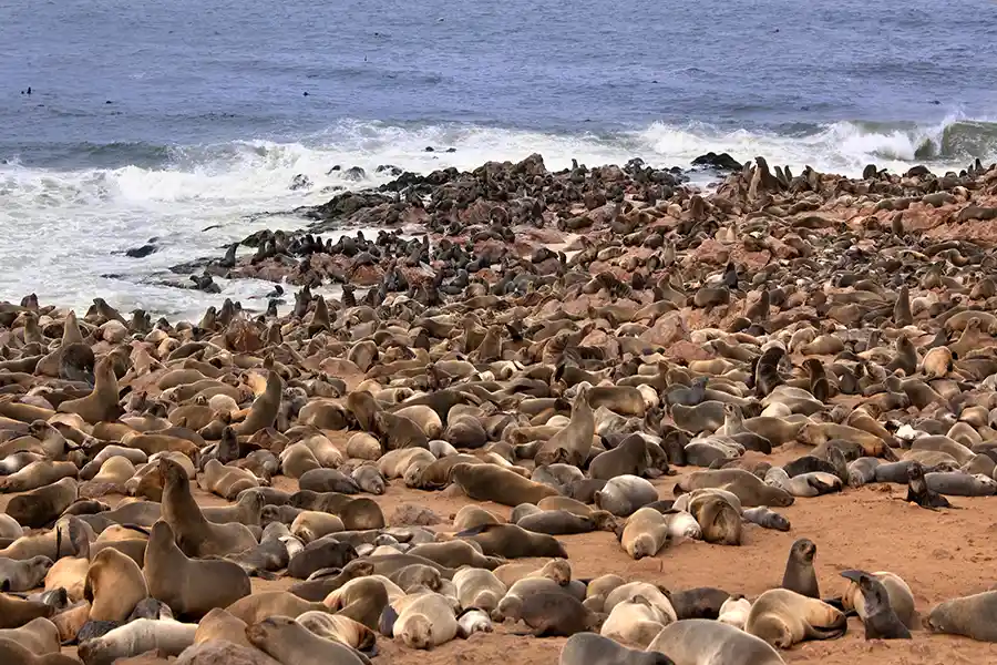 focas en áfrica en tu viaje de novios