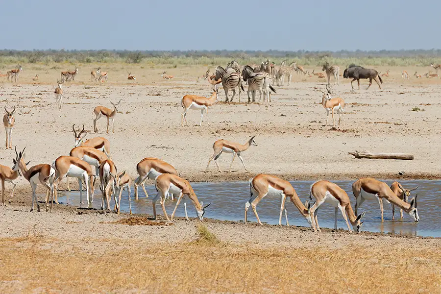 safari en namibia  para viaje de luna de miel en 2025